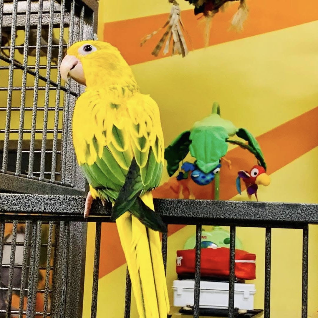 Conure dorée / Reine de Bavière